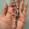 IMG_2241 (1) jual leopard gecko mack snow raptor black night cross incub jantan baby