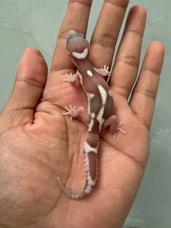 IMG_2241 (1) jual leopard gecko mack snow raptor black night cross incub jantan baby