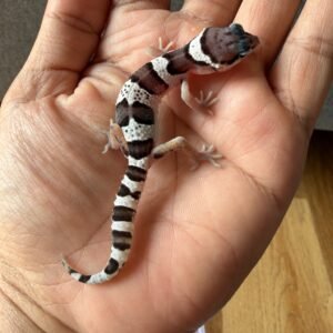 jual leopard gecko mack snow black night cross incub betina baby