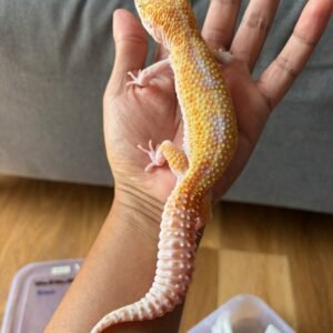 jual leopard gecko white & yellow raptor jantan