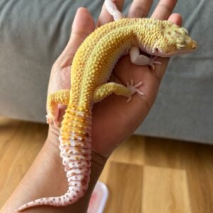 jual gecko white & yellow bell stripe ph radar jantan siap kawin