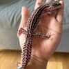 IMG_2485 jual leopard gecko super snow black night betina adult