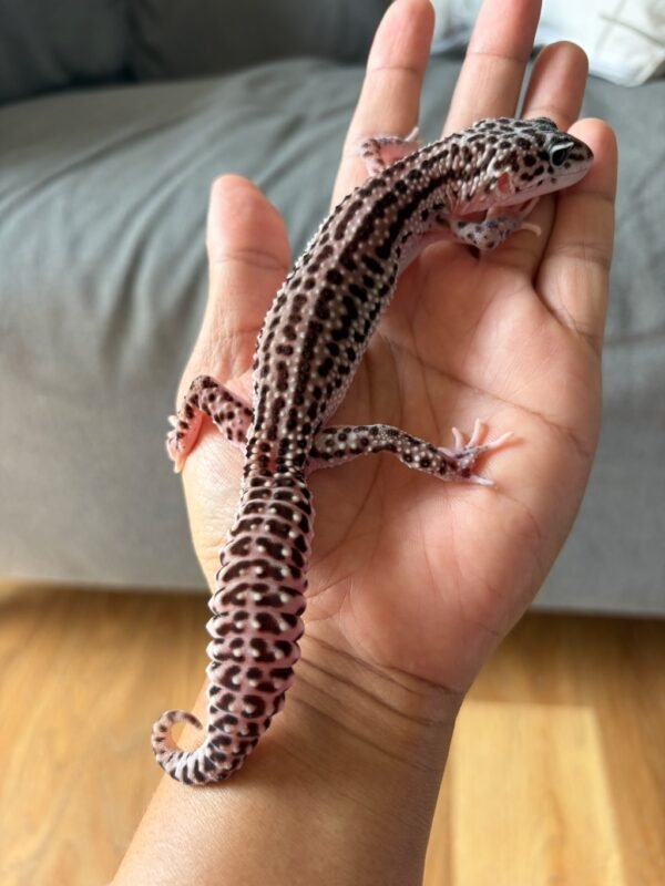 IMG_2485 jual leopard gecko super snow black night betina adult