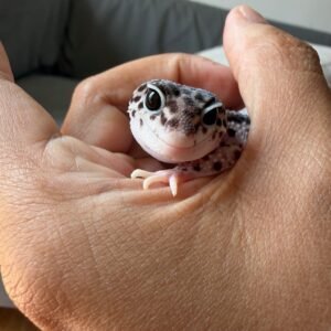 jual gecko senyum mata belo