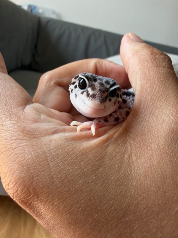 IMG_2487 jual gecko senyum mata belo