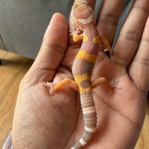 jual leopard gecko tangerine albino poss giant black night cross betina