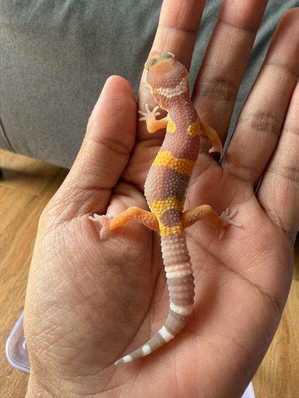 IMG_2546 jual leopard gecko tangerine albino poss giant black night cross betina