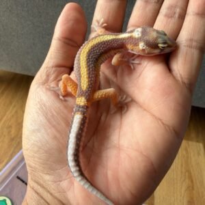 jual leopard gecko bold stripe jantan bahan kontes