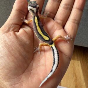jual gecko bold stripe het tremper incub jantan baby bahan bagus