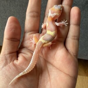 jual leopard gecko mack snow raptor ulet bambu line betina