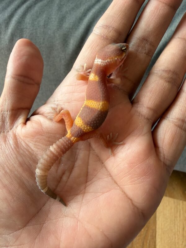 IMG_2555 jual gecko chocolate het raptor ph diablo blanco incub betina baby