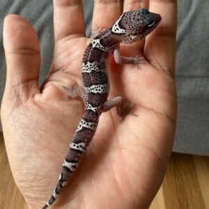 jual leopard gecko mack snow black night cross incub jantan baby big body