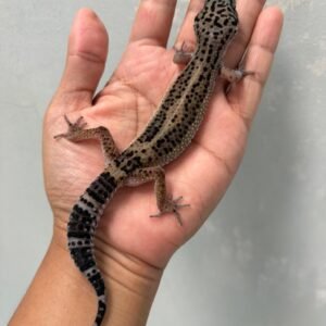 jual gecko black night stripe ph tremper betina indukan