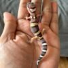 jual gecko black night poss snow het raptor