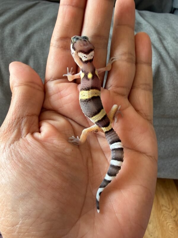 jual gecko black night poss snow het raptor
