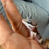 mata gecko black night