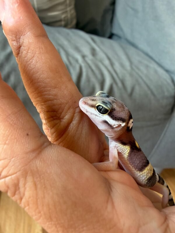 mata gecko black night