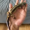 jual gecko tangerine bold stripe betina indukan
