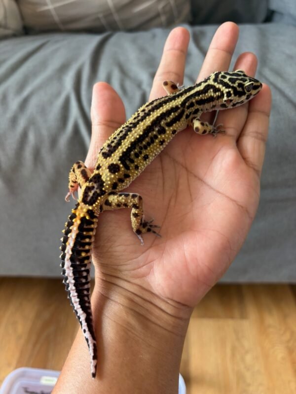 jual gecko tangerine bold stripe betina indukan