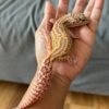 jual gecko black night mack snow raptor reverse stripe betina indukan