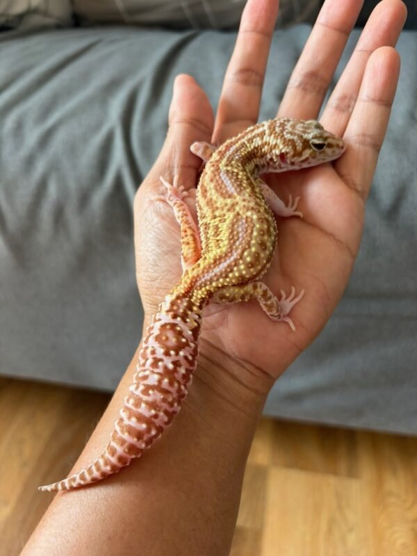 jual gecko black night mack snow raptor reverse stripe betina indukan