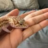 mata gecko black night mack snow raptor