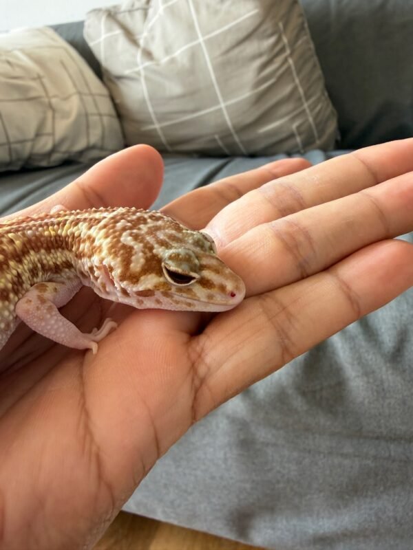 mata gecko black night mack snow raptor