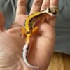 jual gecko tangerine stripe ct het tremper jantan bahan bagus
