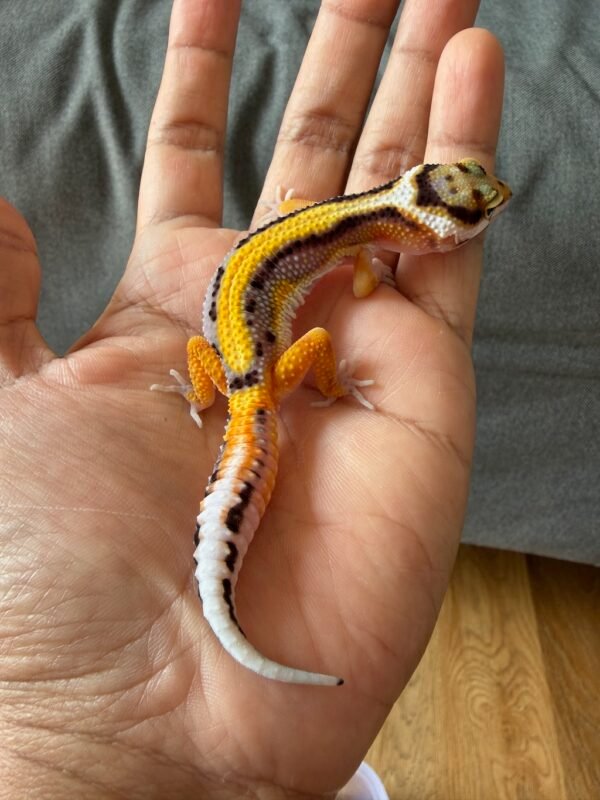 jual gecko tangerine stripe ct het tremper jantan bahan bagus
