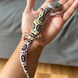 gecko tug snow bold jungle ph tremper betina