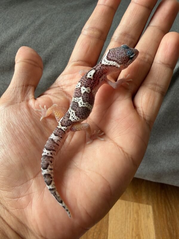 IMG_2944 jual gecko mack snow black night jantan baby