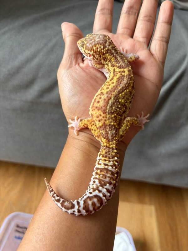 IMG_2954 jual leopard gecko black night mack snow raptor betina rare gendut lucu