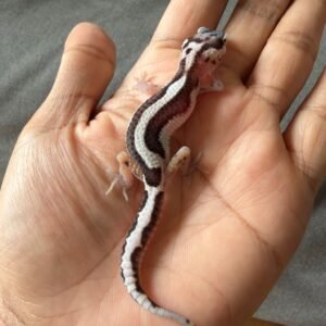 jual gecko mack snow bold stripe ph tremper incub jantan baby