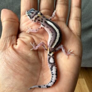 jual gecko mack snow bold stripe jantan baby
