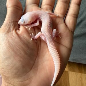 jual gecko poss super diablo blanco incub jantan baby