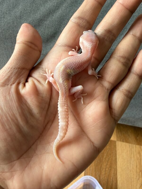 jual gecko black night ulet bambu albino incub jantan baby