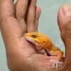 Sunspot Stripe - incub Betina - R261655 - RARE - NICE COLOR