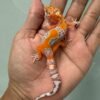 jual gecko bell lavender jungle ph radar betina nice color