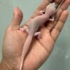 jual gecko panda albino het diablo blanco jantan