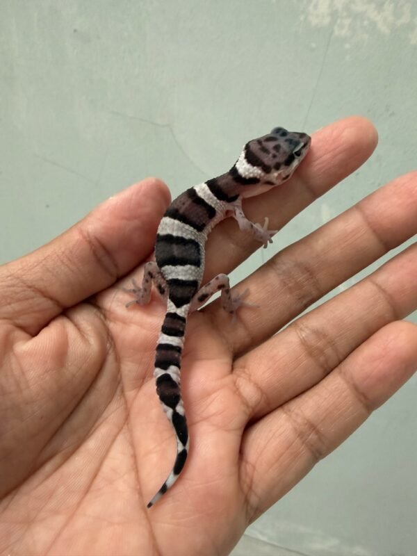 jual leopard gecko mack snow ph raptor incub betina baby