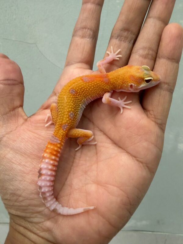 IMG_3345 jual gecko raptor ct jantan nice color