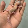 IMG_3350 jual gecko ulet bambu albino betina baby