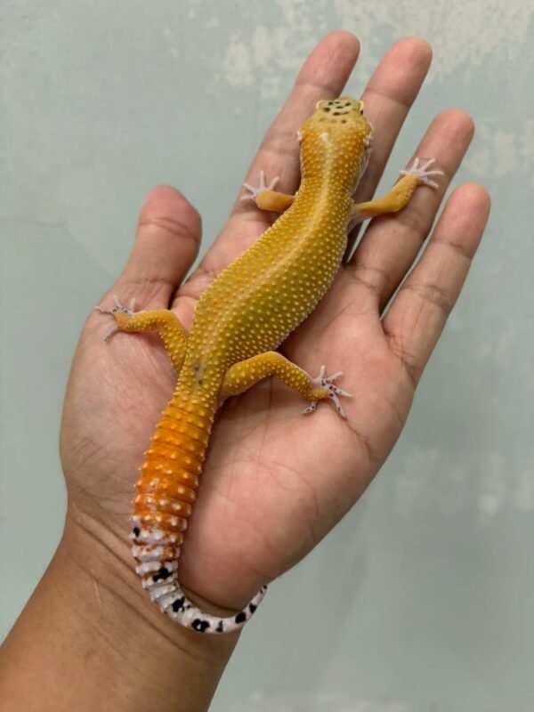 IMG_3453 jual gecko creamsicle stripe jantan big body jarang ada