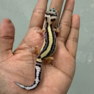 jual gecko bold stripe poss snow incub jantan baby murah