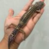 jual gecko black night betina murah