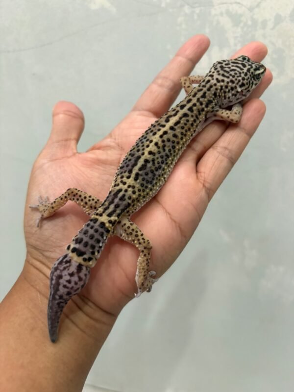 jual gecko black night betina murah