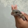 Black Night ph Tremper - Betina - L287 - MINUS