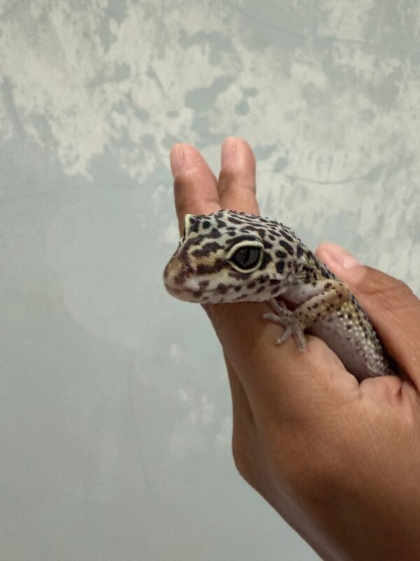 Black Night ph Tremper - Betina - L287 - MINUS