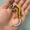 IMG_3717 jual gecko tangerine stripe het tremper incub jantan baby tembus murah
