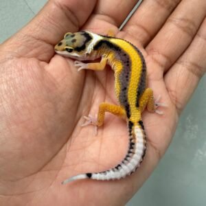 jual gecko tangerine stripe het tremper incub jantan baby tembus murah